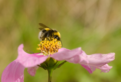 <i class='fa fa-user'></i>&nbsp;Truus Aletta Maan&nbsp;|  Hommel sp.&nbsp; <i class='fa fa-eye'>&nbsp;63</i> &nbsp; <i class='fa fa-comment-o'>&nbsp;3</i>