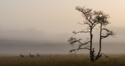 Gisterochtend zag ik drie jonge edelhertmannetjes in de dichte mist lopen. Na een aantal "gewone" foto's op 600mm gemaakt te hebben, besloot ik helemaal terug te zoomen naar 60mm. Op die manier kon ik de herten op n foto krijgen met een fraaie, dode den. Toch handig, zo'n zoomlens!