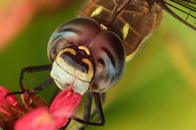 Deze libel vloog door mijn tuin en ik zag dat hij ging zitten. Gauw mijn fototoestel gepakt en hij bleef ook tijdens het fotograferen rustig zitten. Ik kon heel dichtbij komen. Een centimeter afstand. Genoeg om deze close up te kunnen maken. De ogen vind ik het mooist. Ben hier blij mee.