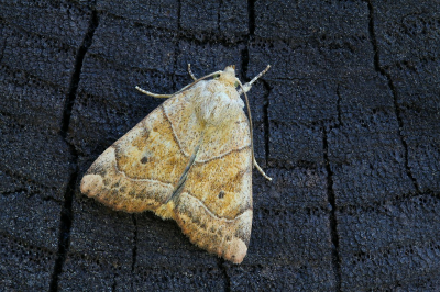 <i class='fa fa-user'></i>&nbsp;Robert Rodenburg&nbsp;|  Hyena&nbsp; <i class='fa fa-eye'>&nbsp;52</i> &nbsp;<i class='fa fa-thumbs-up'>&nbsp;1</i> &nbsp; <i class='fa fa-comment-o'>&nbsp;6</i>