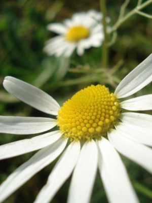 Leuk madeliefje bij een natuurgebied bij mij in de buurt. Ik heb scherpgesteld op de voorste bloem, vond de compositie wel mooi.