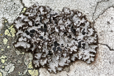 <i class='fa fa-user'></i>&nbsp;Johan van Gurp&nbsp;|  Umbilicaria cylindrica&nbsp; <i class='fa fa-eye'>&nbsp;59</i> &nbsp; <i class='fa fa-comment-o'>&nbsp;2</i>