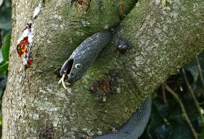 <i class='fa fa-user'></i>&nbsp;frbeuming&nbsp;|  Prunus pleegt wurggreep&nbsp; <i class='fa fa-eye'>&nbsp;240</i> &nbsp; <i class='fa fa-comment-o'>&nbsp;4</i>