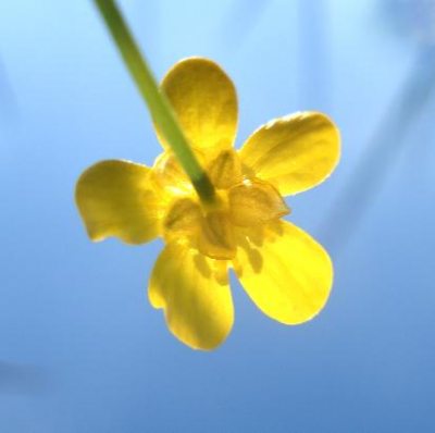 Leuk bloemetje, vond hem leuker vanaf de onderkant, het was vandaag mooi blauw in Breda