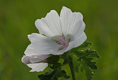 <i class='fa fa-user'></i>&nbsp;Cor&nbsp;|  Muskuskaasjeskruid&nbsp; <i class='fa fa-eye'>&nbsp;70</i> &nbsp;<i class='fa fa-thumbs-up'>&nbsp;2</i> &nbsp; <i class='fa fa-comment-o'>&nbsp;5</i>