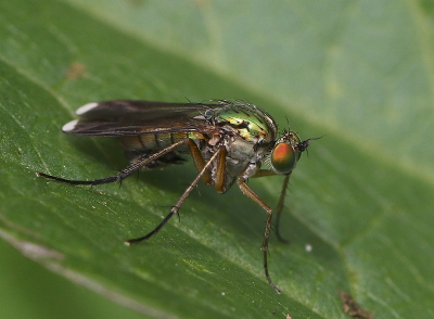 <i class='fa fa-user'></i>&nbsp;Ren�e de Kleijn&nbsp;|  Poecilobothrus nobilitatus&nbsp; <i class='fa fa-eye'>&nbsp;51</i> &nbsp; <i class='fa fa-comment-o'>&nbsp;2</i>