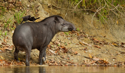 <i class='fa fa-user'></i>&nbsp;Paul Cools&nbsp;|  Laaglandtapir&nbsp; <i class='fa fa-eye'>&nbsp;92</i> &nbsp;<i class='fa fa-thumbs-up'>&nbsp;1</i> &nbsp; <i class='fa fa-comment-o'>&nbsp;3</i>