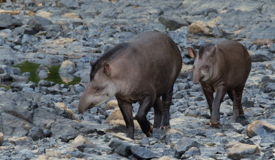 <i class='fa fa-user'></i>&nbsp;Paul Cools&nbsp;|  Laaglandtapir&nbsp; <i class='fa fa-eye'>&nbsp;77</i> &nbsp; <i class='fa fa-comment-o'>&nbsp;1</i>