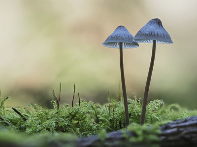 <i class='fa fa-user'></i>&nbsp;Fred Zandinga&nbsp;|  Mycena sp.&nbsp; <i class='fa fa-eye'>&nbsp;94</i> &nbsp;<i class='fa fa-thumbs-up'>&nbsp;3</i> &nbsp; <i class='fa fa-comment-o'>&nbsp;0</i>