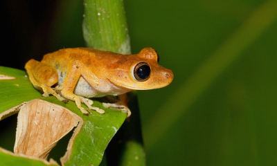 <i class='fa fa-user'></i>&nbsp;Paul Cools&nbsp;|  Hypsiboas fasciatus&nbsp; <i class='fa fa-eye'>&nbsp;88</i> &nbsp;<i class='fa fa-thumbs-up'>&nbsp;1</i> &nbsp; <i class='fa fa-comment-o'>&nbsp;2</i>