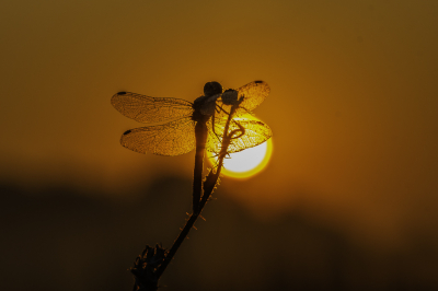 Ik wilde graag een libel in tegenlicht fotograferen. Dus vroeg opgestaan, en gelegen op mijn vuilniszak wachten tot de zon goed stond. Wat gaat de zon dan snel!