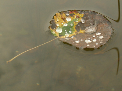 <i class='fa fa-user'></i> Wilco Bekhuis | Blad in het water  <i class='fa fa-eye'> 128</i>   <i class='fa fa-comment-o'> 5</i>