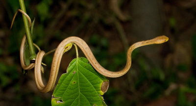 <i class='fa fa-user'></i>&nbsp;Paul Cools&nbsp;|  Thamnodynastes pallidus&nbsp; <i class='fa fa-eye'>&nbsp;97</i> &nbsp;<i class='fa fa-thumbs-up'>&nbsp;1</i> &nbsp; <i class='fa fa-comment-o'>&nbsp;4</i>