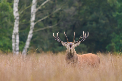 Het fotograferen van de edelhertenbronst in de Vrije Wildbaan is ieder jaar toch weer een uitdaging. Vorig jaar ontdekte ik echter een kansrijke plek, welke zich dit jaar al enkele keren heeft bewezen. Toen ik afgelopen week weer een ochtend onder een boom had aangezeten, zag ik rond half 10 tussen de bomen en het hoge gras nog een gewei verschijnen, gevolgd door geburl. Het bleek dit solitaire, grote hert te zijn. Langzaam kwam hij mijn kant op verschillende keren liet hij zich horen. Toen hij eenmaal in de gaten had dat er "iets" onder die boom zat, burlde hij recht naar mij toe. Een moment om niet snel meer te vergeten!