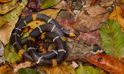 <i class='fa fa-user'></i>&nbsp;Paul Cools&nbsp;|  Micrurus hemprichii&nbsp; <i class='fa fa-eye'>&nbsp;115</i> &nbsp; <i class='fa fa-comment-o'>&nbsp;5</i>