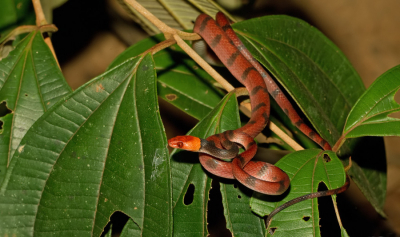 <i class='fa fa-user'></i>&nbsp;Paul Cools&nbsp;|  Siphlophis compressus&nbsp; <i class='fa fa-eye'>&nbsp;99</i> &nbsp; <i class='fa fa-comment-o'>&nbsp;2</i>