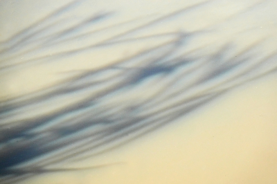 <i class='fa fa-user'></i>&nbsp;nelappelmelk&nbsp;|  Silhouet wuivend riet&nbsp; <i class='fa fa-eye'>&nbsp;72</i> &nbsp;<i class='fa fa-thumbs-up'>&nbsp;1</i> &nbsp; <i class='fa fa-comment-o'>&nbsp;8</i>