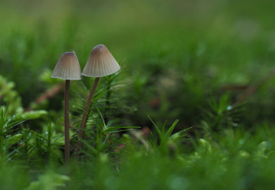 <i class='fa fa-user'></i>&nbsp;Eric Gibcus&nbsp;|  Mycena sp.&nbsp; <i class='fa fa-eye'>&nbsp;73</i> &nbsp; <i class='fa fa-comment-o'>&nbsp;1</i>