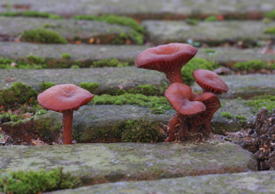 Op een afgesloten deel van het terrein achter de Grote Kerk (zuidkant) te Vianen trof ik destijds een paar kleine paddenstoelen tussen de oude klinkers. De paddenstoelen persten zich tussen de kieren omhoog en in het "gedrang" was niet voor elk exemplaar kans op een volledige ontplooing, hetgeen als voordeel een extra blik op een onderzijde opleverde; altijd welkom bij een determinatie. De grootste paddenstoel heb ik opgemeten en is vanaf straatniveau exact 2,5 cm. hoog.
 Foto gemaakt vanaf een platte rijstzak op de grond. 
 Twee dagen later, op 6 december, waren de paddestoelen verkleurd naar licht beige/bruin, een aparte gewaarwording. 
 Weer een dag later (7 december) was de kleur weer exact als op deze foto. Vreemd die kleurwisseling! 
Qua determinatie heeft Hans Adema mij toen de suggestie van een Laccaria gedaan. Bij verder lezen in mijn nieuwe paddenstoelengids kon ik dit wel onderschrijven en kwam uiteindelijk uit op Amethistzwam. Deze soort is hygrofaan, hetgeen de beschreven verkleuring onderschrijft.
Gebruiker: Hans Adema op Di 08 Dec 2015, 10:58 
Ik zou het ook niet durven zeggen. Een wasplaat is het niet, waqsplatenzijn niet hygrofaan, wat deze wel is volgens de beschrijving van de verkleuring. Misschien een Laccaria? 
mvgr 
Hans 

_____________________ 
IP Adres: 132.229.34.99 

Gebruiker: Ad Sprang op Di 08 Dec 2015, 19:33 
Dank voor jullie meedenken!!! 
De term hygrofaan kende ik niet en heb ik opgezocht, interessant! 
Leuk om te lezen dat de term de verkleuring, welke mij direct ontzettend opviel, inhoudt. 

Laccaria zou best wel eens kunnen. Ik heb op deze naam foto's bekeken en zie soms grote gelijkenissen! 

Hartelijke groeten, 
@d