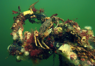 <i class='fa fa-user'></i>&nbsp;Eric Gibcus&nbsp;|  Strandkrab&nbsp; <i class='fa fa-eye'>&nbsp;107</i> &nbsp; <i class='fa fa-comment-o'>&nbsp;7</i>