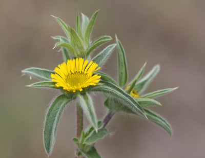 <i class='fa fa-user'></i>&nbsp;Paul Vandebroek&nbsp;|  Pallenis spinosa&nbsp; <i class='fa fa-eye'>&nbsp;71</i> &nbsp;<i class='fa fa-thumbs-up'>&nbsp;3</i> &nbsp; <i class='fa fa-comment-o'>&nbsp;8</i>