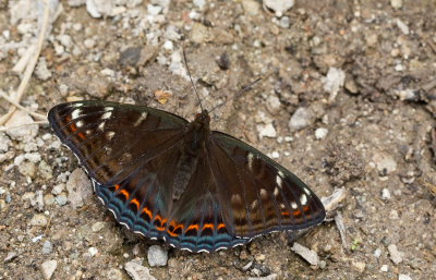 <i class='fa fa-user'></i>&nbsp;Paul Cools&nbsp;|  Grote IJsvogelvlinder&nbsp; <i class='fa fa-eye'>&nbsp;122</i> &nbsp; <i class='fa fa-comment-o'>&nbsp;3</i>