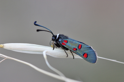 <i class='fa fa-user'></i>&nbsp;Paul Vandebroek&nbsp;|  Zygaena lavandulae&nbsp; <i class='fa fa-eye'>&nbsp;96</i> &nbsp;<i class='fa fa-thumbs-up'>&nbsp;7</i> &nbsp; <i class='fa fa-comment-o'>&nbsp;8</i>