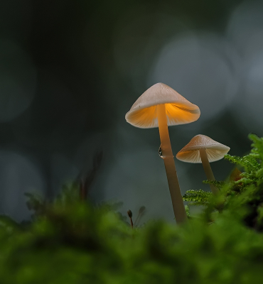 <i class='fa fa-user'></i>&nbsp;Jurgen Maassen&nbsp;|  Mycena sp.&nbsp; <i class='fa fa-eye'>&nbsp;164</i> &nbsp;<i class='fa fa-thumbs-up'>&nbsp;5</i> &nbsp; <i class='fa fa-comment-o'>&nbsp;8</i>