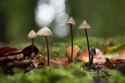 <i class='fa fa-user'></i>&nbsp;danny.declercq&nbsp;|  Prachtmycena&nbsp; <i class='fa fa-eye'>&nbsp;70</i> &nbsp;<i class='fa fa-thumbs-up'>&nbsp;2</i> &nbsp; <i class='fa fa-comment-o'>&nbsp;3</i>