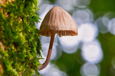 <i class='fa fa-user'></i>&nbsp;HenkvanOosten&nbsp;|  Mycena sp.&nbsp; <i class='fa fa-eye'>&nbsp;65</i> &nbsp; <i class='fa fa-comment-o'>&nbsp;1</i>