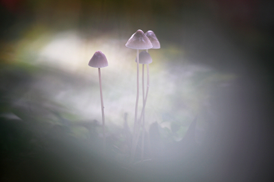 <i class='fa fa-user'></i>&nbsp;Pieter  LJ&nbsp;|  Mycena sp.&nbsp; <i class='fa fa-eye'>&nbsp;104</i> &nbsp; <i class='fa fa-comment-o'>&nbsp;6</i>