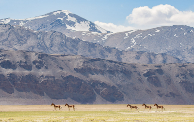 Van mei tot en met juli was ik voor mijn studie in Ladakh: een zogenaamde "high-altitude desert" in de Indiase Himalaya. Waar het westelijke en centrale deel van deze regio erg ruig zijn, bevinden zich in het oostelijke deel een aantal hoogvlakten. Een van die vlakten ligt rondom het zoutmeer Tso Kar op ongeveer 4500 meter hoogte. Met weinig vegetatie, vorst in de nacht en warmtetrillingen overdag waan je jezelf hier dan ook daadwerkelijk in een woestijn. 

Een typische bewoner van deze vlakten is de kiang, de grooste soort wilde ezel. Hoewel ik er honderden zag (zo niet meer dan 1000), was het fotograferen niet makkelijk. De dieren zijn erg oplettend en hebben je snel in de gaten op de open vlakte. Gelukkig biedt het fantastische landschap ook uitstekende fotomogelijkheden wanneer de dieren op grotere afstanden lopen, zoals bij deze kleine groep die voorbij kwam galopperen het geval was.