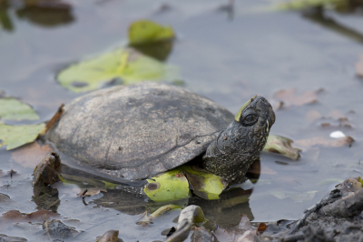 <i class='fa fa-user'></i>&nbsp;Ties Niehof&nbsp;|  Europese Moerasschildpad&nbsp; <i class='fa fa-eye'>&nbsp;119</i> &nbsp; <i class='fa fa-comment-o'>&nbsp;4</i>