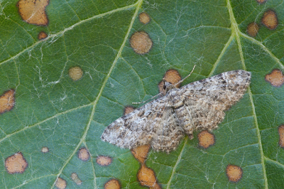<i class='fa fa-user'></i>&nbsp;Robert Rodenburg&nbsp;|  Zwartkamdwergspanner&nbsp; <i class='fa fa-eye'>&nbsp;68</i> &nbsp;<i class='fa fa-thumbs-up'>&nbsp;1</i> &nbsp; <i class='fa fa-comment-o'>&nbsp;3</i>
