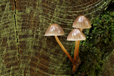 <i class='fa fa-user'></i>&nbsp;Jelle Bakker&nbsp;|  Fraaisteelmycena&nbsp; <i class='fa fa-eye'>&nbsp;96</i> &nbsp; <i class='fa fa-comment-o'>&nbsp;0</i>