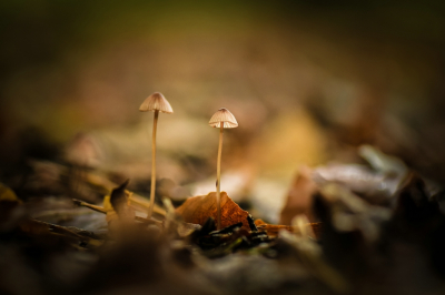<i class='fa fa-user'></i>&nbsp;Bert Veerman&nbsp;|  Draadsteelmycena&nbsp; <i class='fa fa-eye'>&nbsp;99</i> &nbsp;<i class='fa fa-thumbs-up'>&nbsp;1</i> &nbsp; <i class='fa fa-comment-o'>&nbsp;9</i>