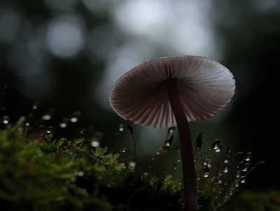 <i class='fa fa-user'></i>&nbsp;Jurgen Maassen&nbsp;|  Mycena sp.&nbsp; <i class='fa fa-eye'>&nbsp;110</i> &nbsp;<i class='fa fa-thumbs-up'>&nbsp;3</i> &nbsp; <i class='fa fa-comment-o'>&nbsp;8</i>