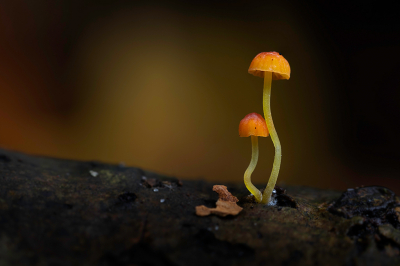<i class='fa fa-user'></i>&nbsp;Bemaliri&nbsp;|  Oranje Dwergmycena&nbsp; <i class='fa fa-eye'>&nbsp;110</i> &nbsp;<i class='fa fa-thumbs-up'>&nbsp;6</i> &nbsp; <i class='fa fa-comment-o'>&nbsp;6</i>