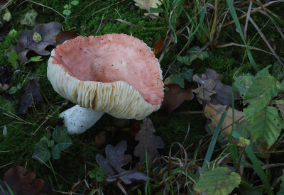 <i class='fa fa-user'></i>&nbsp;Ad Sprang&nbsp;|  Kleibosrussula&nbsp; <i class='fa fa-eye'>&nbsp;74</i> &nbsp; <i class='fa fa-comment-o'>&nbsp;3</i>
