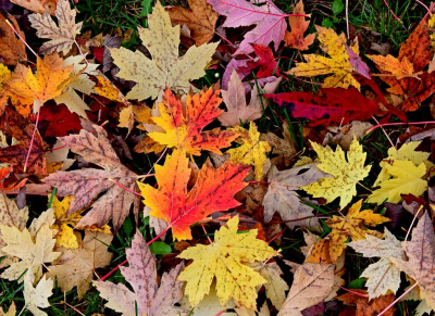 <i class='fa fa-user'></i>&nbsp;kooyammers&nbsp;|  Herfst&nbsp; <i class='fa fa-eye'>&nbsp;71</i> &nbsp;<i class='fa fa-thumbs-up'>&nbsp;2</i> &nbsp; <i class='fa fa-comment-o'>&nbsp;3</i>