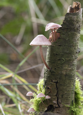 <i class='fa fa-user'></i>&nbsp;Ties Niehof&nbsp;|  Mycena sp.&nbsp; <i class='fa fa-eye'>&nbsp;63</i> &nbsp; <i class='fa fa-comment-o'>&nbsp;2</i>