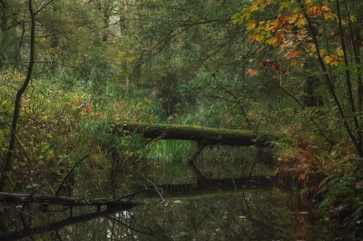 <i class='fa fa-user'></i>&nbsp;nelappelmelk&nbsp;|  Herfst in het Waterloopbos&nbsp; <i class='fa fa-eye'>&nbsp;113</i> &nbsp;<i class='fa fa-thumbs-up'>&nbsp;5</i> &nbsp; <i class='fa fa-comment-o'>&nbsp;7</i>