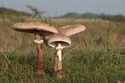 Nog eentje van paddenstoelen in hun landschap. Met een flauw zonnetje erop kreeg je een aardig beeld.