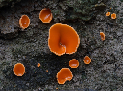<i class='fa fa-user'></i>&nbsp;Ad Sprang&nbsp;|  Grote Oranje Bekerzwam&nbsp; <i class='fa fa-eye'>&nbsp;103</i> &nbsp;<i class='fa fa-thumbs-up'>&nbsp;7</i> &nbsp; <i class='fa fa-comment-o'>&nbsp;7</i>