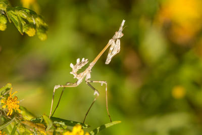 <i class='fa fa-user'></i>&nbsp;Willem Verhagen&nbsp;|  Empusa fasciata&nbsp; <i class='fa fa-eye'>&nbsp;139</i> &nbsp; <i class='fa fa-comment-o'>&nbsp;5</i>