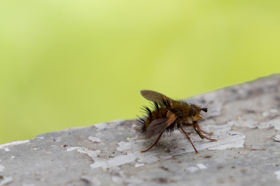 Deze vlieg zat me aan te staren en is wel heel mooi vastgelegd, vind ik zelf. Ik vermoed een soort roofvlieg maar ik heb daar niet de determinatiemiddelen voor. Het lijkt een zoenmondje, maar ik vermoed dat het een bijtmondje is.
