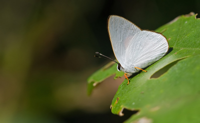 <i class='fa fa-user'></i>&nbsp;Paul Cools&nbsp;|  Euselasia aurantia&nbsp; <i class='fa fa-eye'>&nbsp;65</i> &nbsp; <i class='fa fa-comment-o'>&nbsp;2</i>