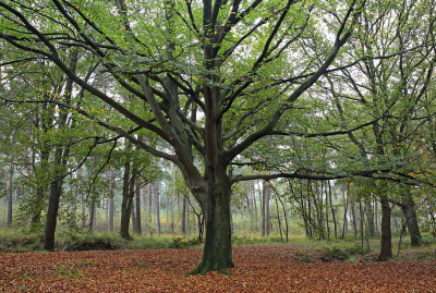 <i class='fa fa-user'></i>&nbsp;Pieter  LJ&nbsp;|  Herfst in het bos&nbsp; <i class='fa fa-eye'>&nbsp;92</i> &nbsp; <i class='fa fa-comment-o'>&nbsp;3</i>