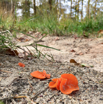 <i class='fa fa-user'></i>&nbsp;Sophie&nbsp;|  Grote Oranje Bekerzwam&nbsp; <i class='fa fa-eye'>&nbsp;108</i> &nbsp; <i class='fa fa-comment-o'>&nbsp;5</i>