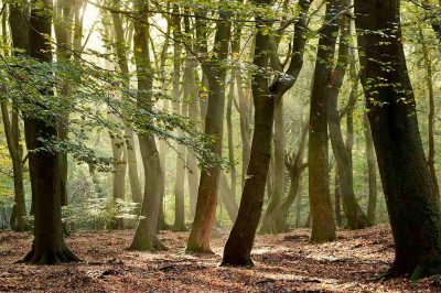 <i class='fa fa-user'></i>&nbsp;kooyammers&nbsp;|  Speulderbos&nbsp; <i class='fa fa-eye'>&nbsp;113</i> &nbsp;<i class='fa fa-thumbs-up'>&nbsp;4</i> &nbsp; <i class='fa fa-comment-o'>&nbsp;5</i>